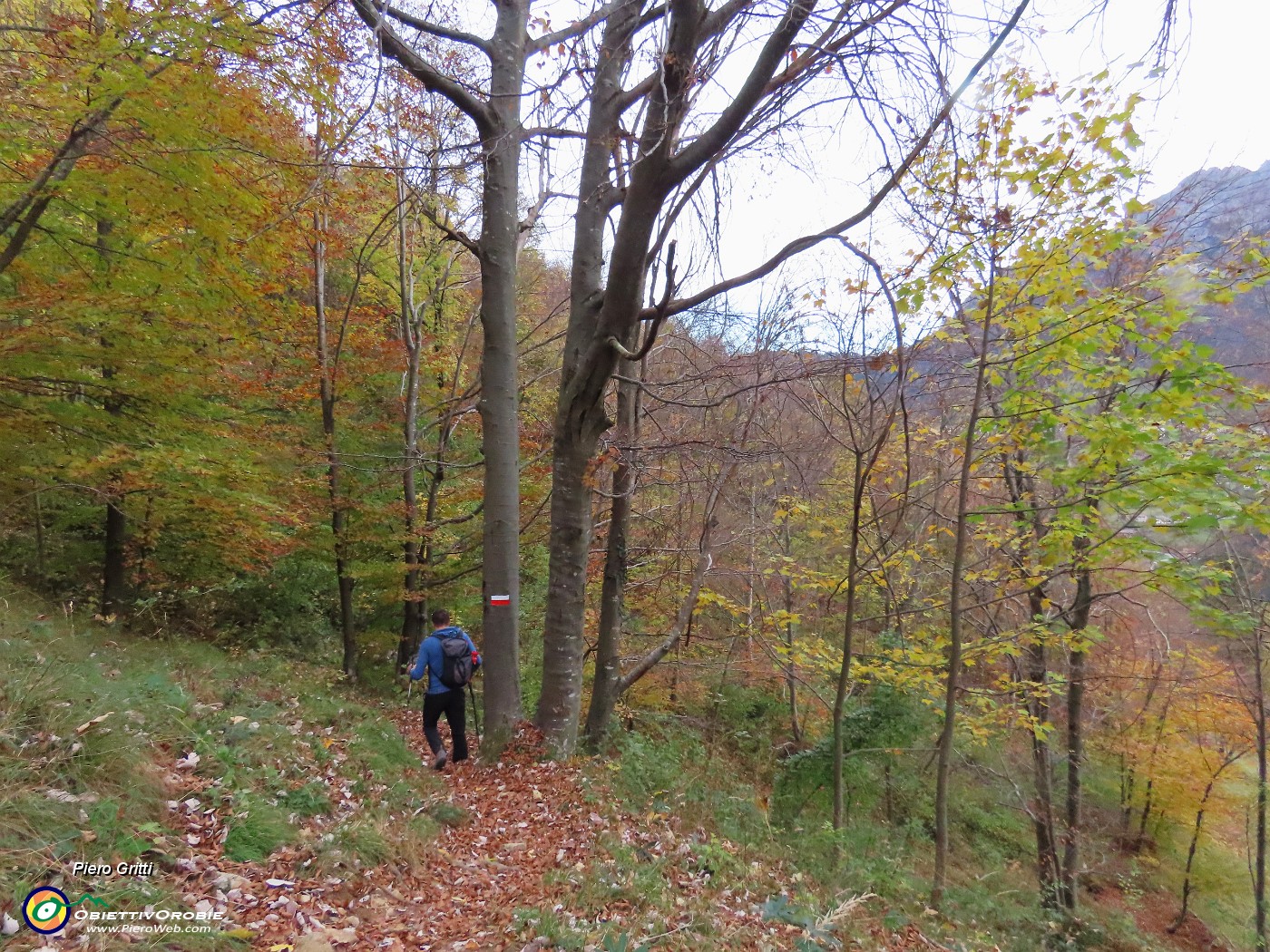 64 Sul sent. 234 nel bosco colorato d'autunno.JPG